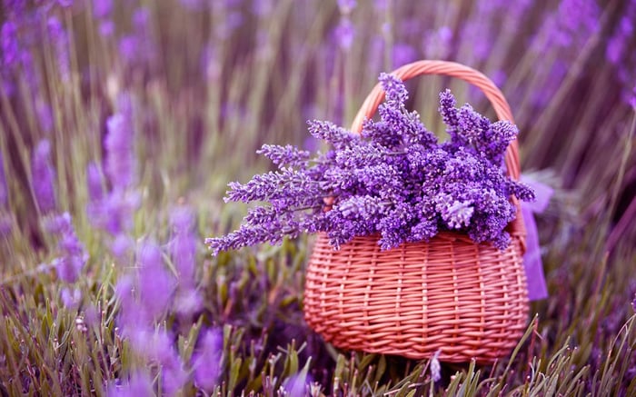 Bước vào cảnh đẹp tuyệt vời của khu du lịch Lavender Đà Lạt