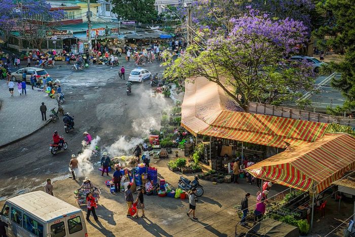 Khi đến Đà Lạt, hãy nhớ ghé vào mùa hoa phượng tím Đà Lạt nhé bạn ơi 11