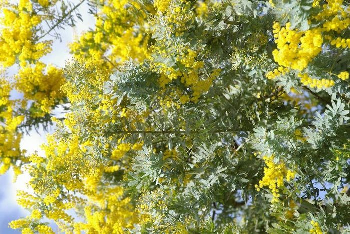 Xuân đã về, chúng ta hãy cùng nhau thưởng ngoạn mùa hoa Mimosa ở Đà Lạt nào!