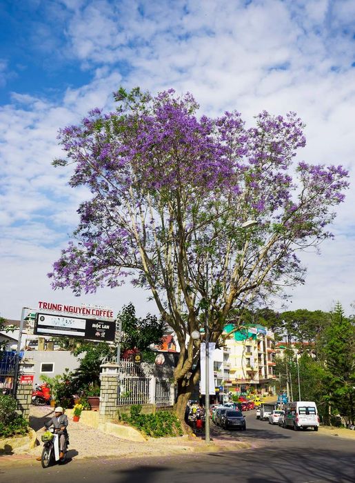 Khi đến Đà Lạt, đừng quên ghé vào mùa hoa phượng tím Đà Lạt nhé bạn ơi 6