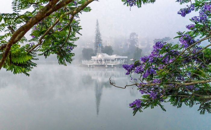 Khi đến Đà Lạt, đừng quên ghé vào mùa hoa phượng tím Đà Lạt nhé bạn ơi 7