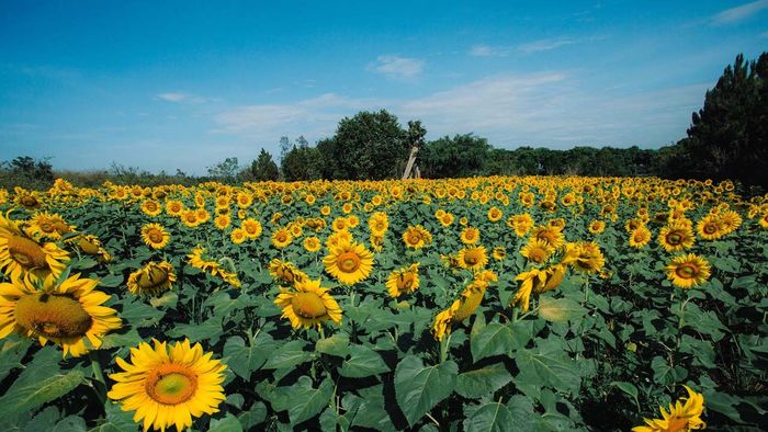 Dalat Milk Farm - Nông trại bò sữa nổi tiếng với phong cảnh thiên nhiên thơ mộng