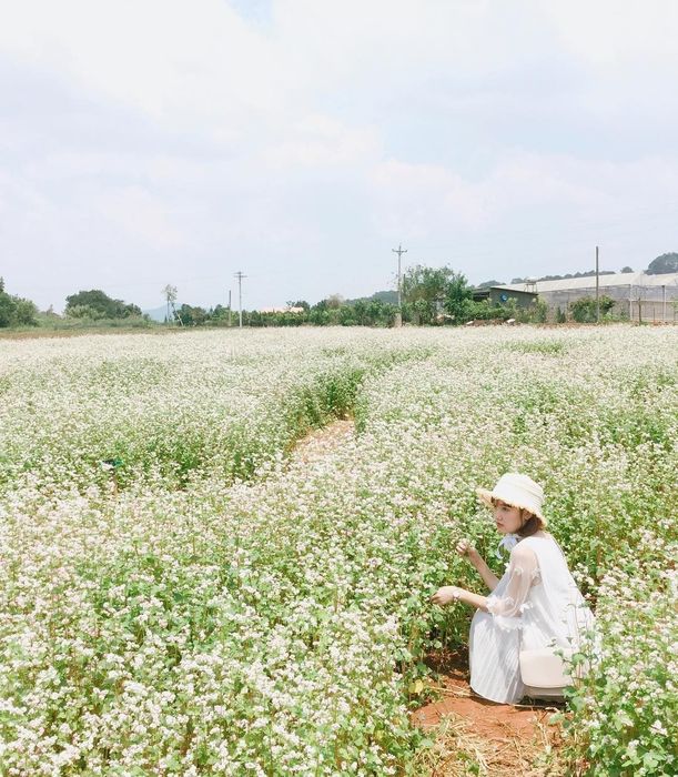 Thăm vườn hoa tam giác mạch Tà Nung - Ngắm cánh đồng hoa tươi sáng tại Đà Lạt 9