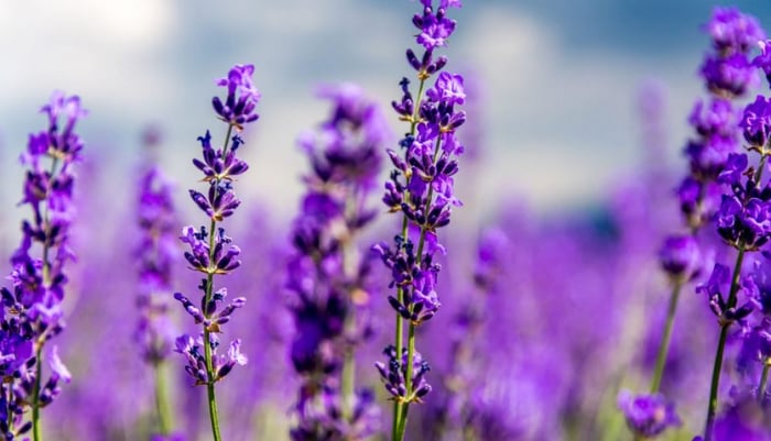 Mơ mộng giữa cánh đồng hoa của khu du lịch Lavender Đà Lạt