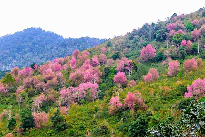 Cùng nhóm bạn thân vui vẻ với mùa anh đào rực rỡ tại Mộng Đào Nguyên Đà Lạt 10