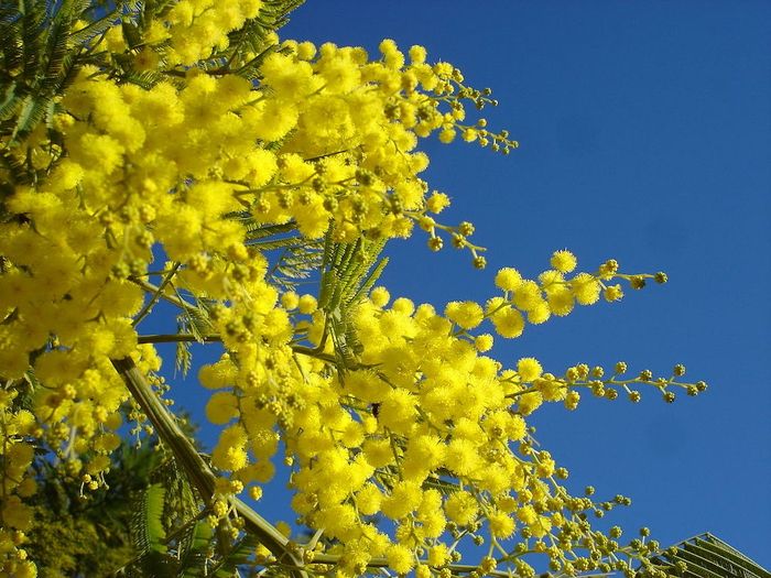 Xuân đã về, hãy cùng nhau đến ngắm mùa hoa Mimosa ở Đà Lạt nhé!