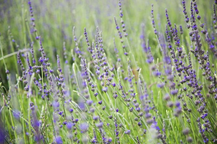 Trải nghiệm không gian tiên ảo tại khu du lịch Lavender Đà Lạt