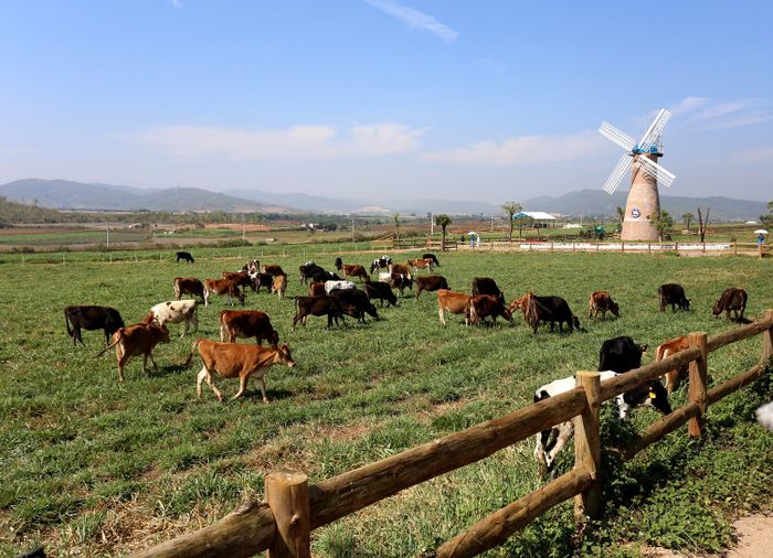 Trải nghiệm trang trại chuẩn châu Âu Vinamilk Organic Milk Farm 3