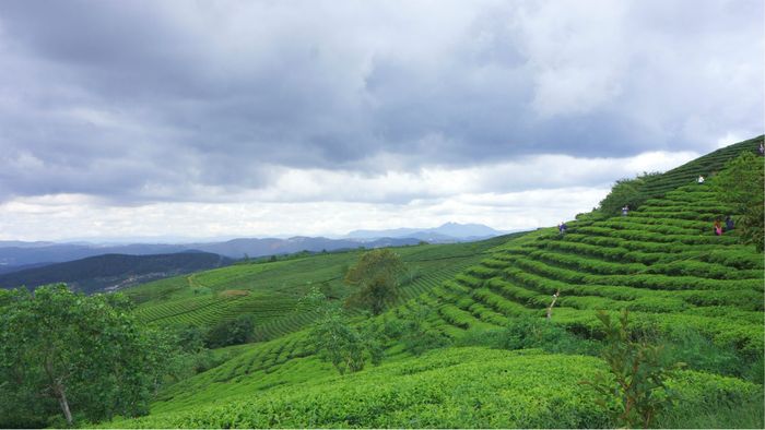 Cao nguyên Di Linh - Một cái nhìn thoáng qua về vẻ đẹp hoang sơ, quyến rũ của thiên nhiên