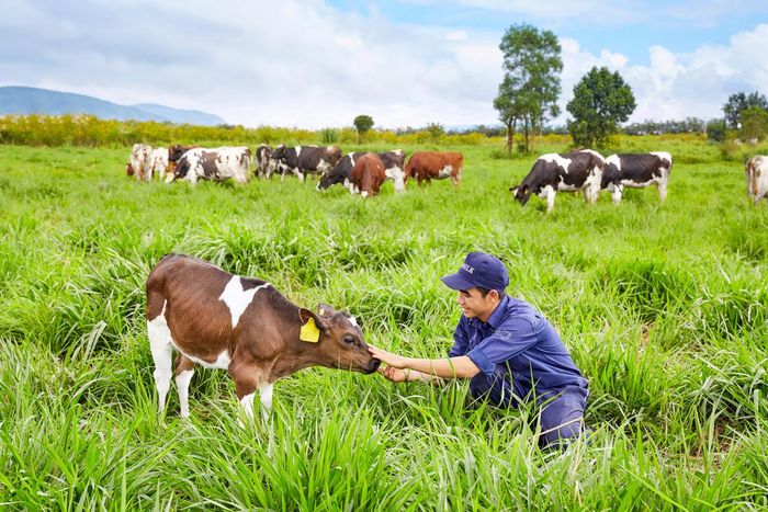 Trải nghiệm tại trang trại đạt chuẩn châu Âu Vinamilk Organic Milk Farm 7