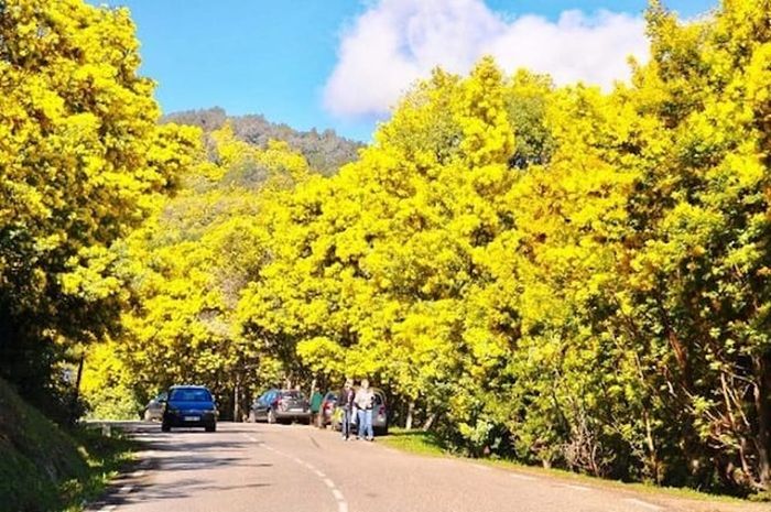 Xuân đã về, hãy cùng nhau đến ngắm mùa hoa Mimosa ở Đà Lạt nhé!