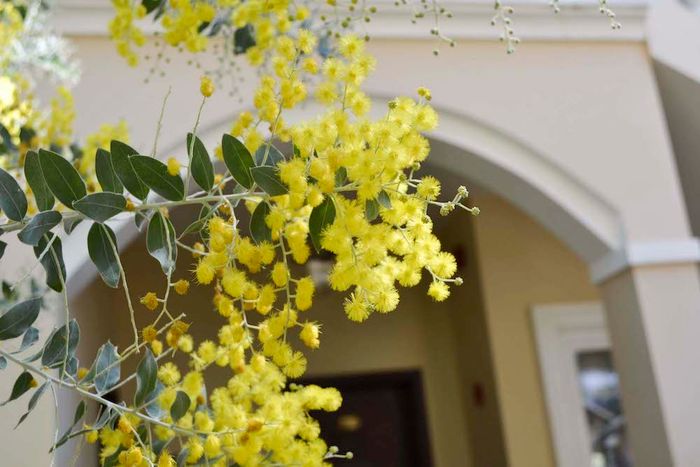 Xuân đã về, hãy cùng nhau thưởng ngoạn mùa hoa Mimosa ở Đà Lạt nào!