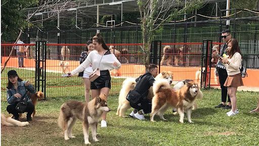 Nông trại cún Puppy Farm Đà Lạt - Điểm check-in thú vị với các chú Pet đáng yêu