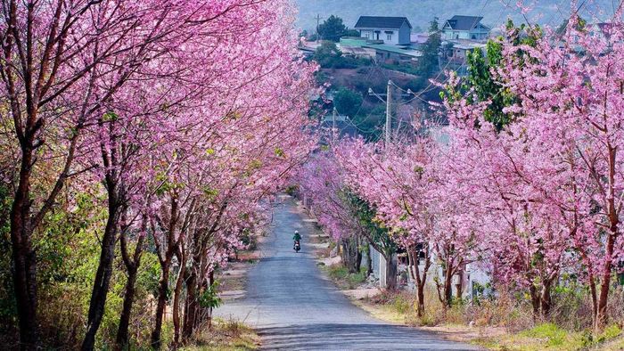 Tham gia cùng bạn bè vào mùa hoa anh đào tươi rực tại Mộng Đào Nguyên Đà Lạt 3