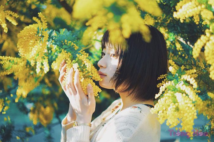 Xuân đã về, hãy cùng nhau đến ngắm mùa hoa Mimosa ở Đà Lạt nhé!