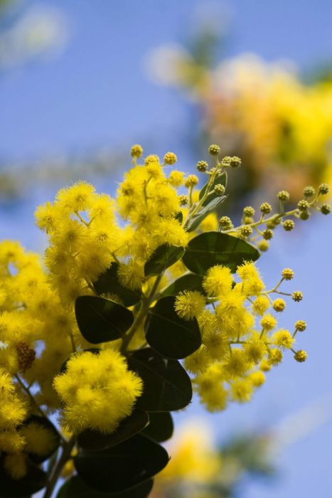 Xuân đã về, chúng ta hãy cùng nhau thưởng ngoạn mùa hoa Mimosa ở Đà Lạt nào!