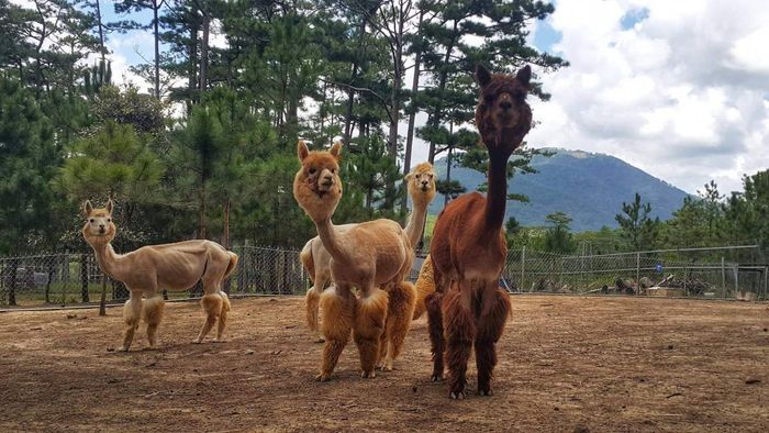 Khám phá Khu vườn thú Zoodoo ở Đà Lạt – Một không gian thân thiện với phong cách Úc đầy thú vị 4