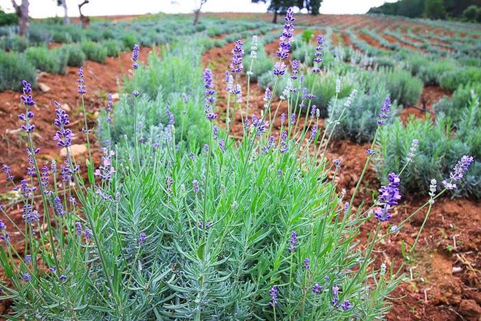 Bước vào cảnh đẹp tuyệt vời của khu du lịch Lavender Đà Lạt