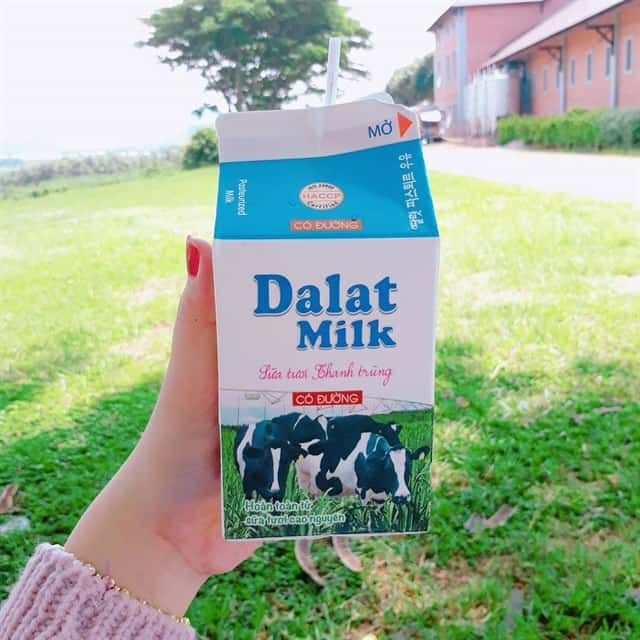 Dalat Milk Farm - Nông trại bò sữa nổi tiếng với phong cảnh thiên nhiên thơ mộng