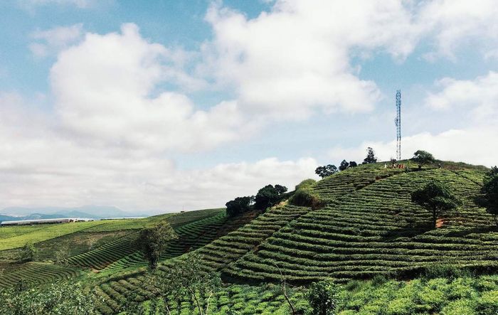 Hòa mình vào không gian của đồi chè Cầu Đất, cảm nhận sự hòa quyện giữa mây và gió, với cảnh đẹp tuyệt vời.