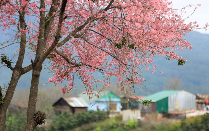 Tham gia cùng bạn bè vào mùa hoa anh đào rực rỡ tại Mộng Đào Nguyên Đà Lạt 5