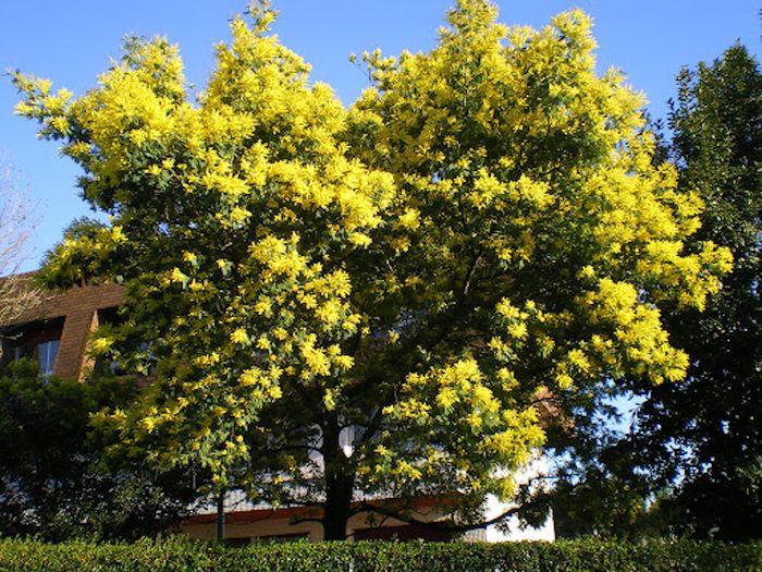 Xuân đã về, hãy cùng nhau đến ngắm mùa hoa Mimosa ở Đà Lạt nhé!