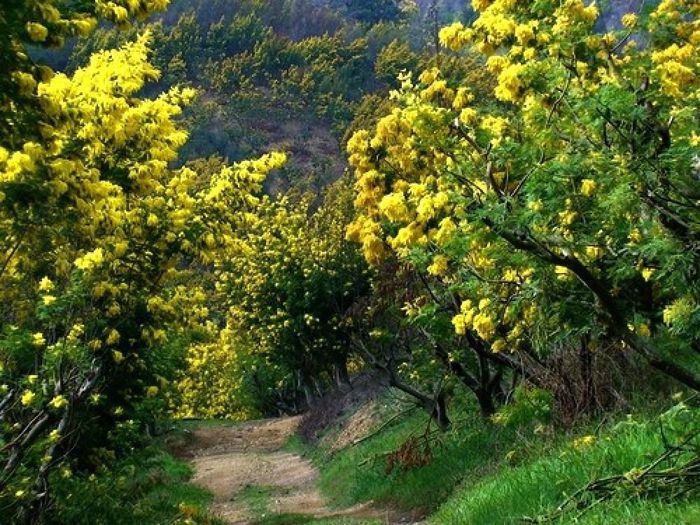 Xuân đã về, hãy cùng nhau đến ngắm mùa hoa Mimosa ở Đà Lạt nhé!