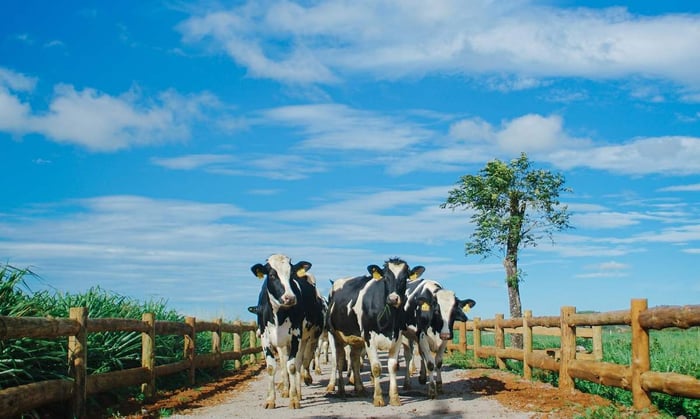 Khám phá trang trại đạt chuẩn châu Âu Vinamilk Organic Milk Farm 9