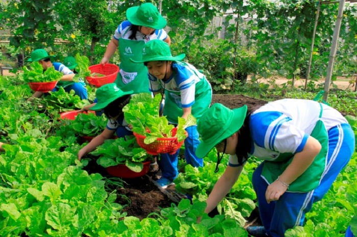 Green Noen - Nông Trang Xanh