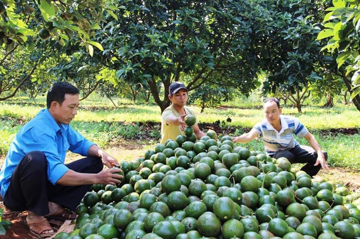 Cách lựa chọn bơ sáp Đà Lạt thơm ngon, béo mỡ 3