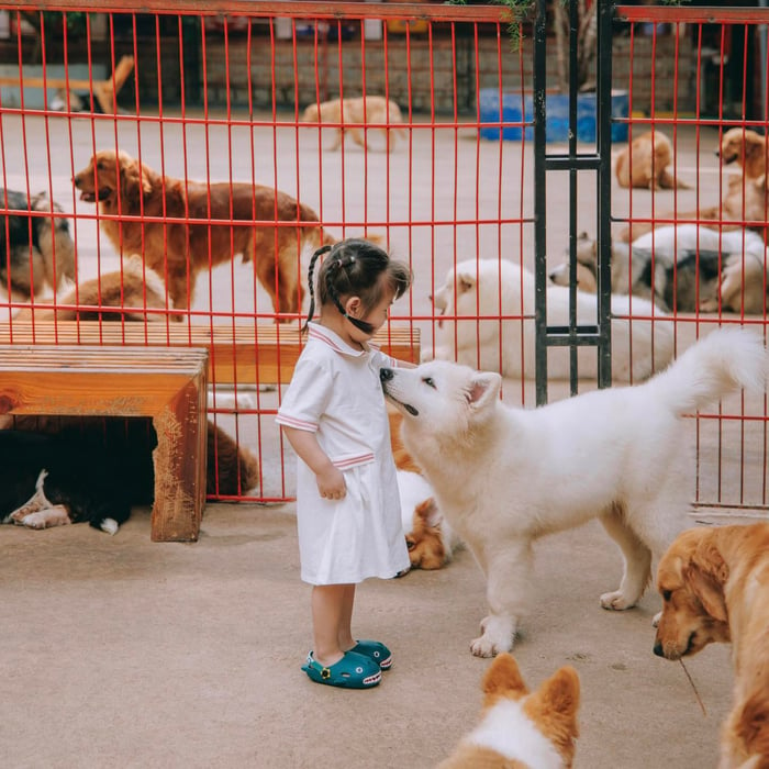 Trang trại chó con Puppy Farm