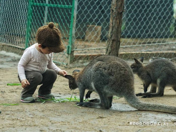 Chia sẻ kinh nghiệm khi thăm Zoodoo