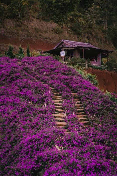 Lavender Túi Ghi Nhớ, không gian ngập tràn sắc tím lãng mạn, an yên 2