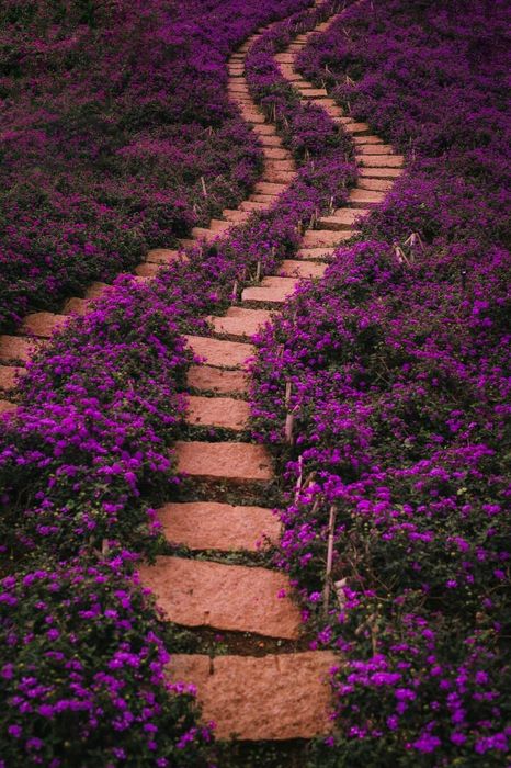 Lavender Túi Ghi Nhớ, không gian tràn ngập sắc tím lãng mạn và yên bình 4