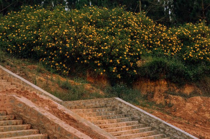 Săn mùa hoa dã quỳ Đà Lạt tại các địa điểm gần trung tâm (phần 3)