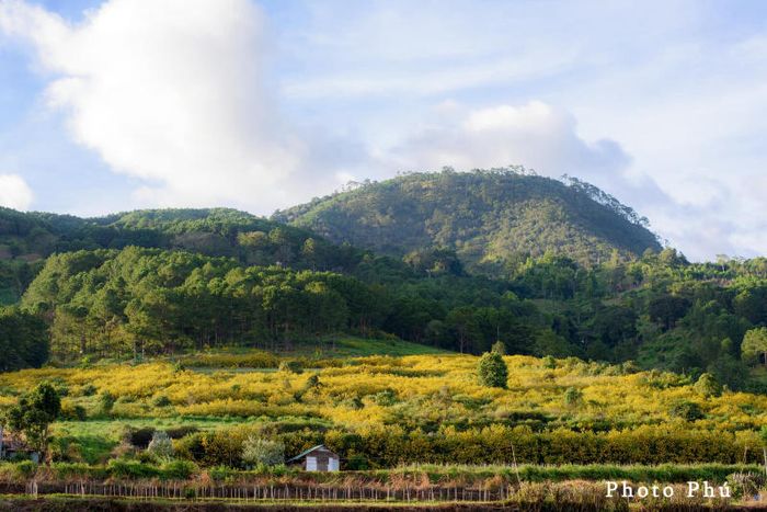 Thưởng ngoạn Mùa hoa dã quỳ Đà Lạt từ một góc nhìn mới lạ 7