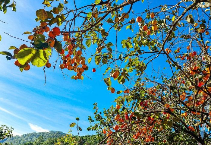 Đà Lạt rực rỡ trong mùa hồng, dịu dàng giữa bầu trời cuối thu 2