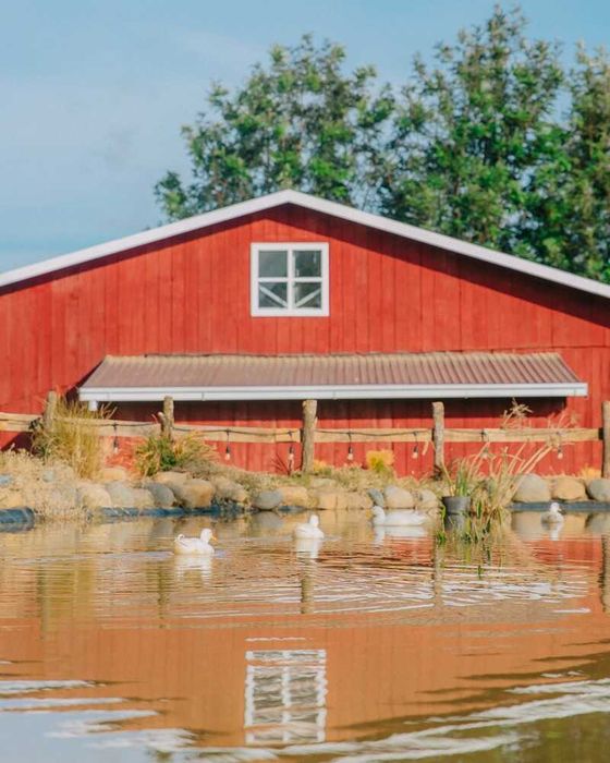 Chika Farm, nông trại cổ tích giữa lòng Đà Lạt 6