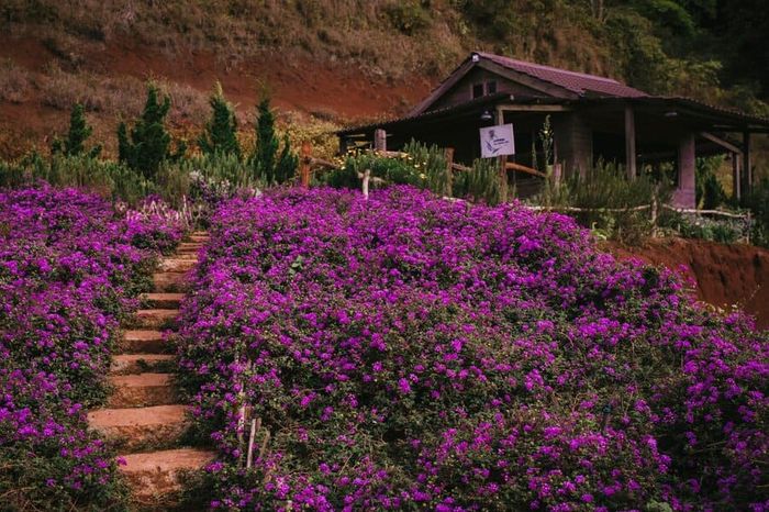 Lavender Túi Ghi Nhớ, không gian tràn ngập sắc tím lãng mạn và yên bình 5