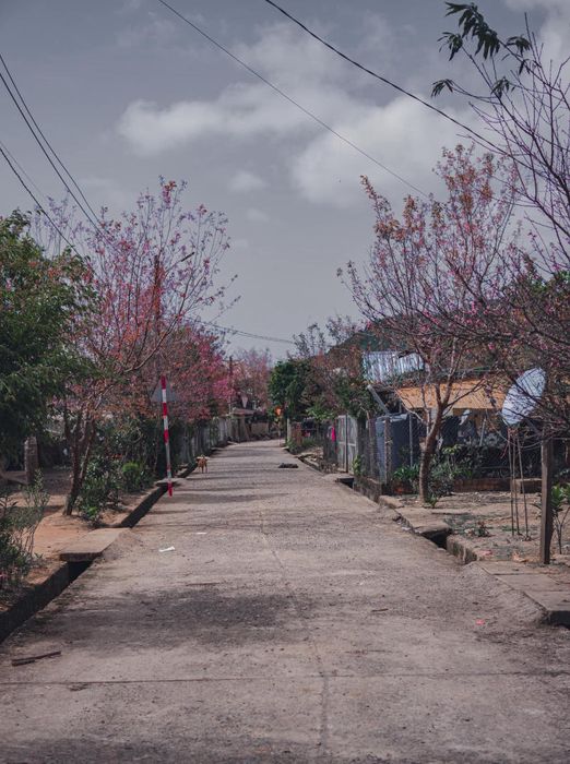 Mùa hoa mai anh đào ở Đà Lạt đang nở rộ khi xuân sang một lần nữa