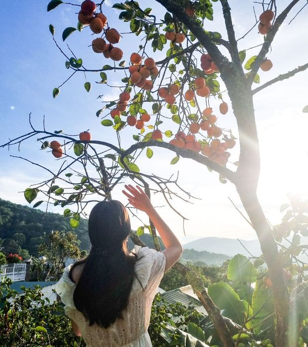Mùa hồng Đà Lạt dịu dàng và đẹp mắt dưới bầu trời cuối thu 6