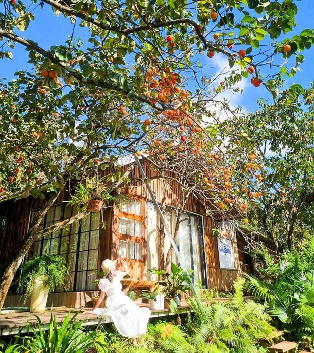 Mùa hồng Đà Lạt dịu dàng và đẹp mắt dưới bầu trời cuối thu 4