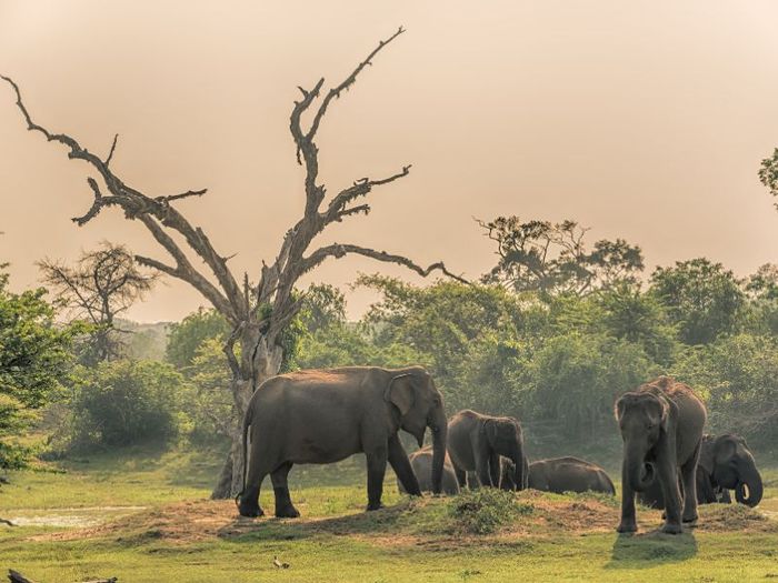 Khám phá du lịch tại Sri Lanka, một quốc gia yên bình nằm ngoài khơi xa xôi 14