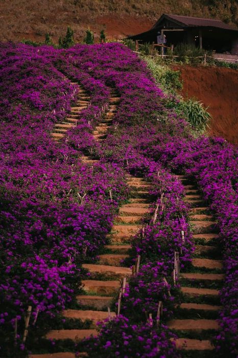 Lavender Túi Ghi Nhớ, không gian tràn đầy sắc tím lãng mạn và yên bình 3