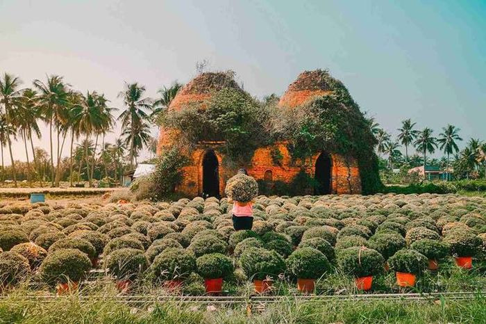 Vườn trái cây Cái Mơn - Nơi giải nhiệt trong những ngày nắng nóng