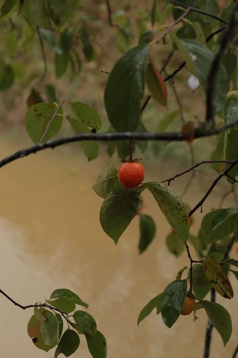 Những cơn mưa thu ở Đà Lạt tạo nên không gian lãng mạn và sâu lắng, khiến trái tim bất kỳ ai cũng rung động và xao xuyến.