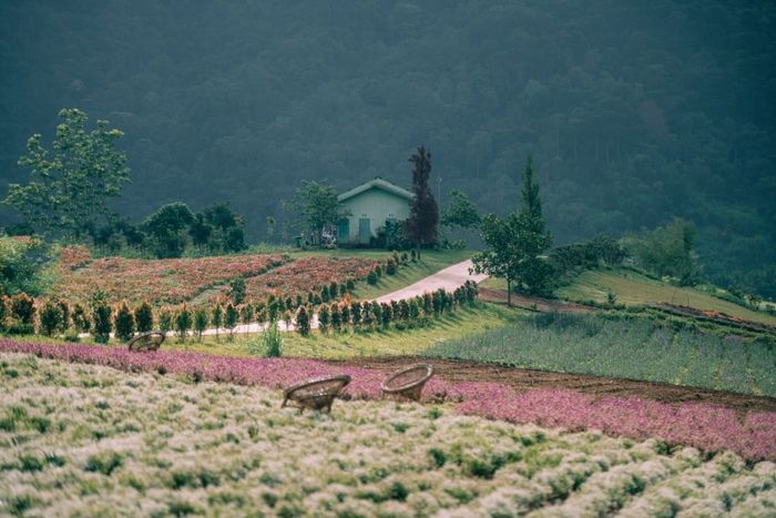 bánh bông lan trứng muối Đà Nẵng