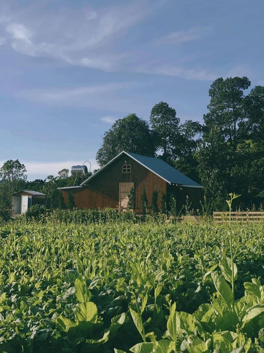 Khu vực ngoại ô của Đà Lạt mang lại cảm giác yên bình và mới lạ mà có thể bạn chưa từng biết đến.