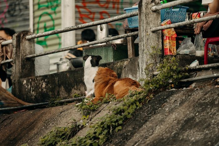 Sáng tại khu Hòa Bình, vẻ đẹp giản dị giữa trái tim Đà Lạt