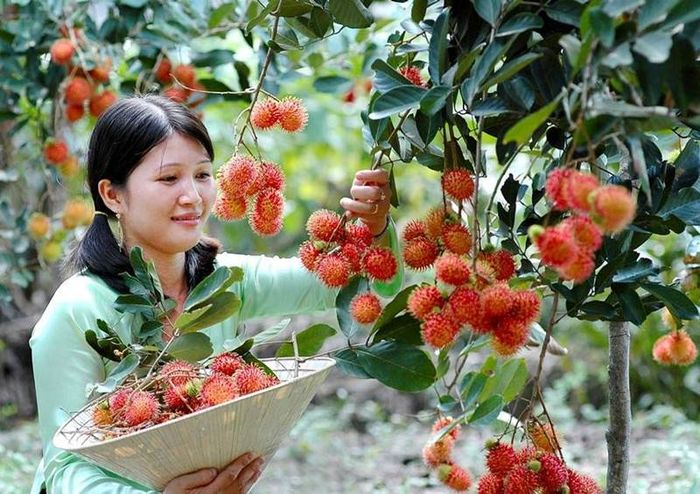 Vườn trái cây Cái Mơn - Tọa độ lý tưởng để thư giãn trong ngày nắng nóng